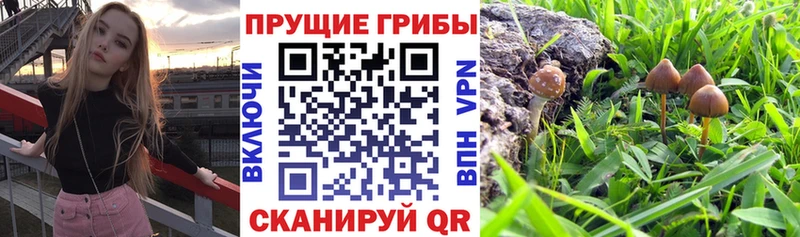 купить закладку  Темников  Галлюциногенные грибы мухоморы 